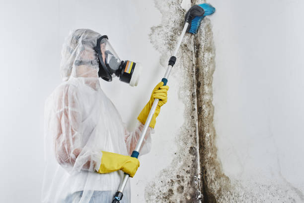 Best Local Mold Removal Service  in Franklin, OH