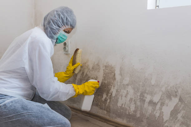 Best Mold Remediation  in Franklin, OH