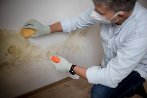 Best Emergency Mold Removal  in Franklin, OH