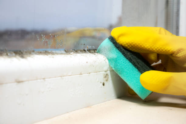 Best Black Mold Removal  in Franklin, OH