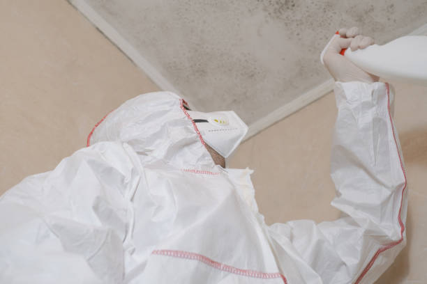 Best Home Mold Removal  in Franklin, OH