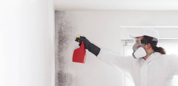 Best Same-Day Mold Removal  in Franklin, OH