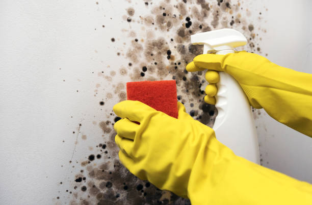 Best Emergency Mold Removal  in Franklin, OH