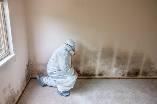 Best Fast Mold Removal  in Franklin, OH