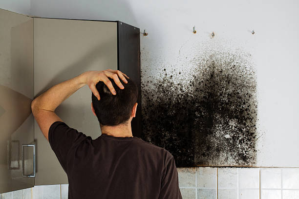 Best Mold Removal Company Near Me  in Franklin, OH