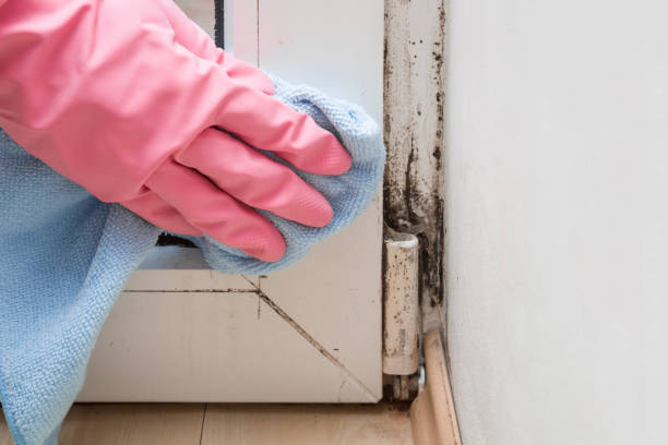 Best Mold Remediation  in Franklin, OH