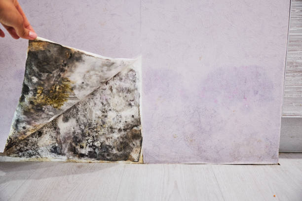 Crawl Space Mold Removal in Franklin, OH